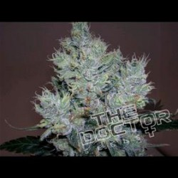 YUMBOLDT SPECIAL * THE DOCTOR SEEDS 5 SEMI FEM 
