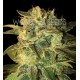 SUGAR MANGO RYDER AUTO * WORLD OF SEEDS 3 SEMI FEM 