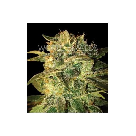 SUGAR MANGO RYDER AUTO * WORLD OF SEEDS 3 SEMI FEM 