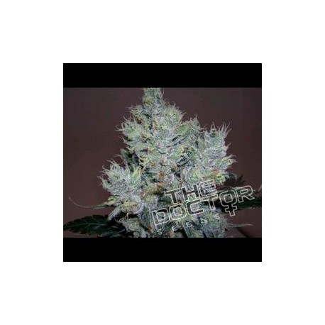 YUMBOLDT SPECIAL * THE DOCTOR SEEDS 10 SEMI FEM 