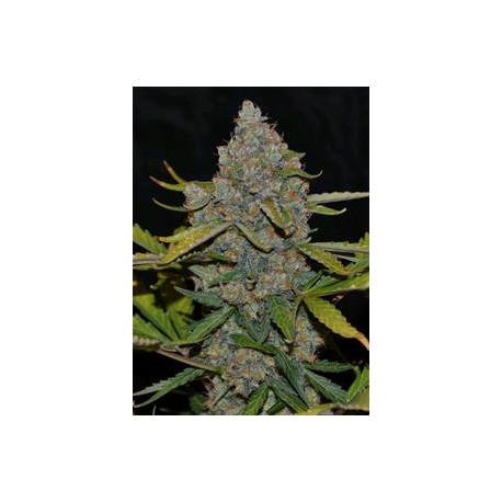 AUTO CBG* CANNABIOGEN 3 SEMI FEM