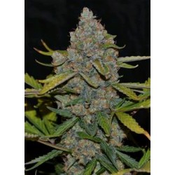 AUTO CBG* CANNABIOGEN 5 SEMI FEM