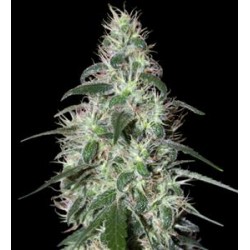 PULSAR * BUDDHA SEEDS 3 SEMI FEM 