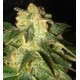 PAKISTAN RYDER AUTO * WORLD OF SEEDS 3 SEMI FEM 