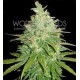 AFGHAN KUSH X BLACK DOMINA * WORLD OF SEEDS 3 SEMI FEM