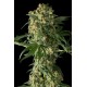 BIG KUSH * DINAFEM SEEDS 10 SEMI FEM 