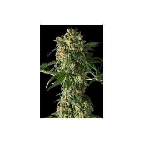 BIG KUSH * DINAFEM SEEDS 10 SEMI FEM 