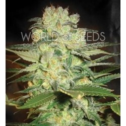 AFGHAN KUSH X WHITE WIDOW * WORLD OF SEEDS 3 SEMI FEM