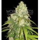 AFGHAN KUSH X YUMBOLT * WORLD OF SEEDS 3 SEMI FEM