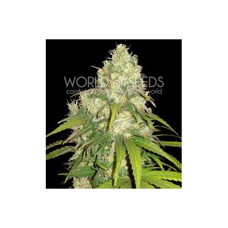 AFGHAN KUSH X YUMBOLT * WORLD OF SEEDS 3 SEMI FEM