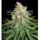 MAZAR X GREAT WHITE SHARK * WORLD OF SEEDS 3 SEMI FEM