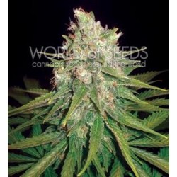 MAZAR X GREAT WHITE SHARK * WORLD OF SEEDS 3 SEMI FEM