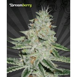 DREAMBERRY* AUTO SEEDS 3 SEMI FEM