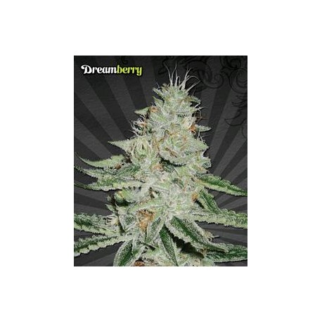 DREAMBERRY* AUTO SEEDS 3 SEMI FEM