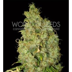 NORTHERN LIGHT X SKUNK * WORLD OF SEEDS 3 SEMI FEM 