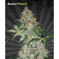 SUCKER PUNCH* AUTO SEEDS 3 SEMI FEM