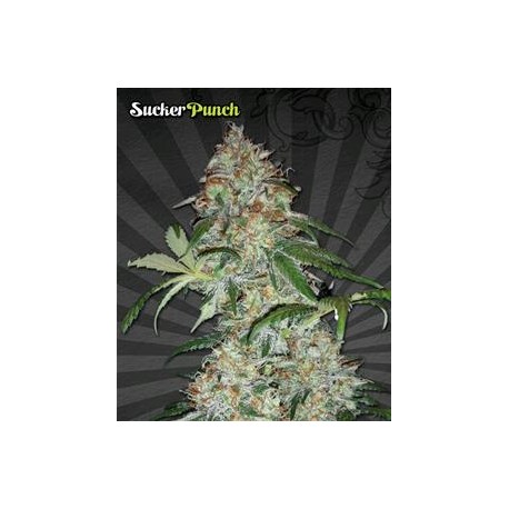 SUCKER PUNCH* AUTO SEEDS 3 SEMI FEM