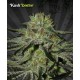 KUSH DOCTOR* AUTO SEEDS 3 SEMI FEM