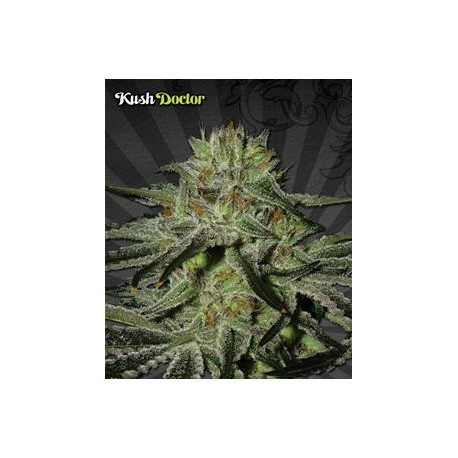 KUSH DOCTOR* AUTO SEEDS 3 SEMI FEM