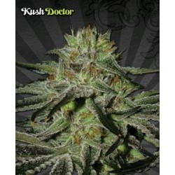 KUSH DOCTOR* AUTO SEEDS 5 SEMI FEM