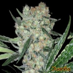 JUANITA* ORIGINAL SENSIBLE SEED 3 SEMI FEM