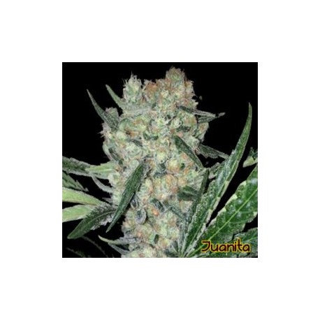 JUANITA* ORIGINAL SENSIBLE SEED 3 SEMI FEM