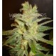 NORTHERN LIGHT X BIG BUD * WORLD OF SEEDS 3 SEMI FEM 