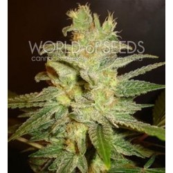 NORTHERN LIGHT X BIG BUD * WORLD OF SEEDS 3 SEMI FEM 