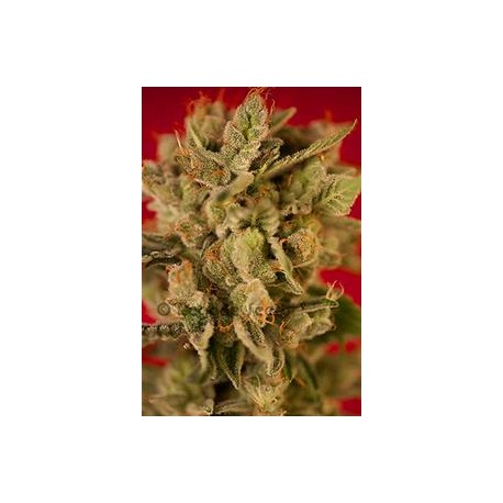 BASS LINE * REGGAE SEEDS 7 SEMI REG