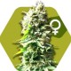 SKUNK * ZAMBEZA SEEDS 3 SEMI FEM