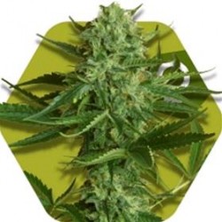 WHITE WIDOW HAZE * ZAMBEZA SEEDS 10 SEMI FEM