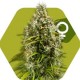 PINEAPPLE EXPRESS* ZAMBEZA SEEDS 5 SEMI FEM