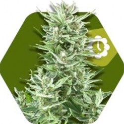 BIG BUD XXL-AUTO * ZAMBEZA SEEDS 5 SEMI FEM