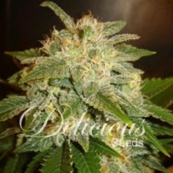 LA BELLA AFRODITA * DELICIOUS SEEDS AUTOMATIC 10 SEMI FEM