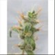 DIESEL RYDER AUTO * SEEDSMAN 1 SEME FEM 