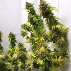 CALIFORNIA *HELVETIC SEEDS 10 SEMI REG 