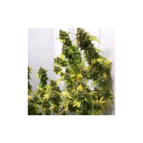 CALIFORNIA *HELVETIC SEEDS 10 SEMI REG 