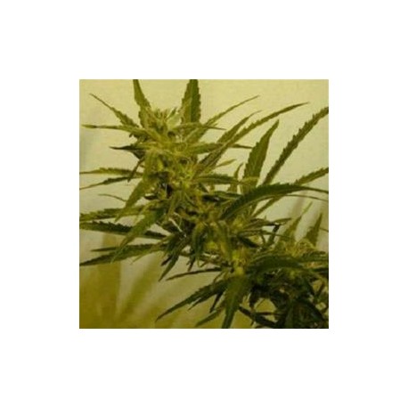 GRANFLORA *HELVETIC SEEDS 10 SEMI REG 