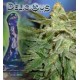 LA FRUTTA DI VENUS * DELICIOUS SEEDS AUTOMATIC 10 SEMI FEM