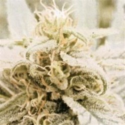 SKYFLIGHT *HELVETIC SEEDS 10 SEMI REG 