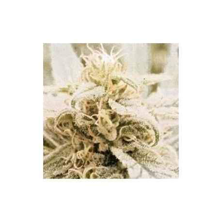 SKYFLIGHT *HELVETIC SEEDS 10 SEMI REG 