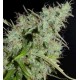 NLX * HELVETIC SEEDS 5 SEMI FEM