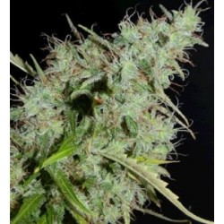 NLX * HELVETIC SEEDS 5 SEMI FEM