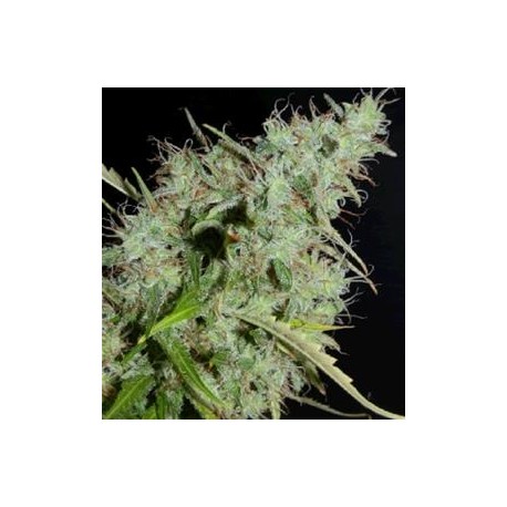 NLX * HELVETIC SEEDS 5 SEMI FEM