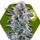 BLUEBERRY-AUTO* ZAMBEZA SEEDS 5 SEMI FEM