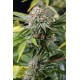 MANGO SAPPHIRE *HUMBOLDT SEEDS 3 SEMI FEM