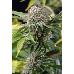 MANGO SAPPHIRE *HUMBOLDT SEEDS 3 SEMI FEM