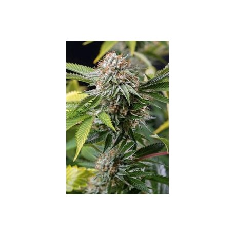 MANGO SAPPHIRE *HUMBOLDT SEEDS 3 SEMI FEM