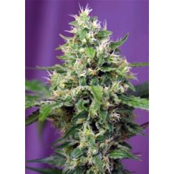 BLOW MIND AUTO * SWEET SEEDS FEMINIZED 3 SEMI