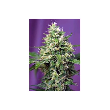 BLOW MIND AUTO * SWEET SEEDS FEMINIZED 3 SEMI